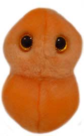 foto Z�n�t ucha (Streptococcus pneumoniae)